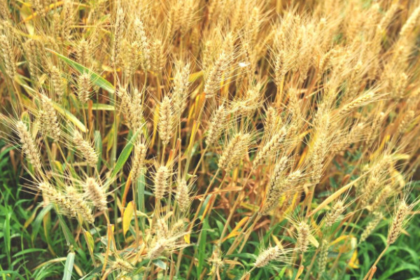 世界生产小麦的十个国家排名：中国和印度居前两位
