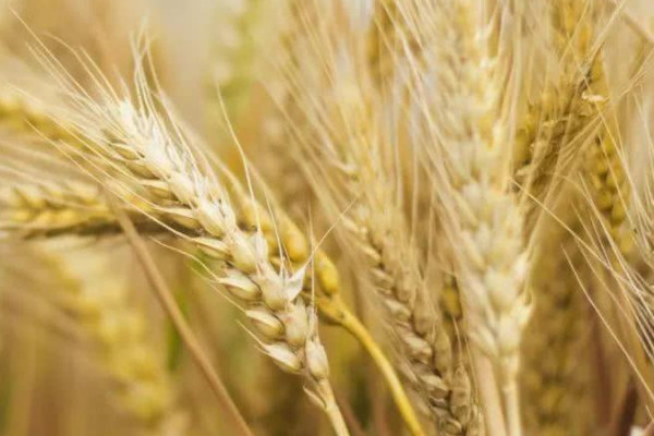 世界生产小麦的十个国家排名：中国和印度居前两位