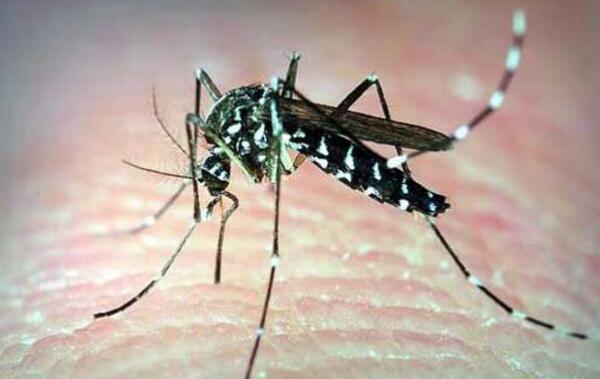 世界十大常见害虫，蟑螂、蚊子、苍蝇占居前三