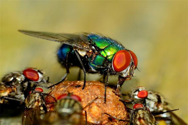 世界十大常见害虫，蟑螂、蚊子、苍蝇占居前三