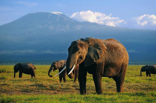 世界十大危险动物：大象居第三，蚊子竟然排第一位