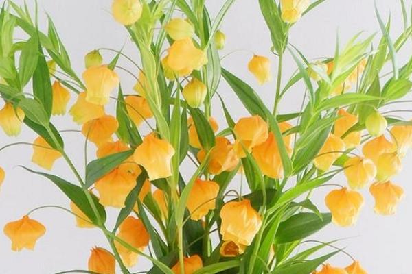 世界上最奇葩的十种植物：水晶兰上榜，娃娃眼排榜首