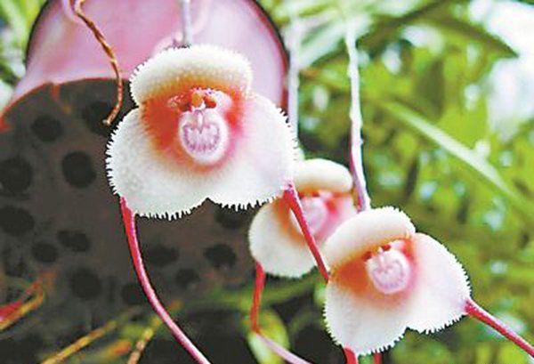世界上最奇葩的十种植物：水晶兰上榜，娃娃眼排榜首