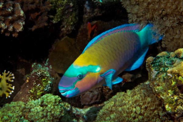 世界上十大奇异动物：水滴鱼上榜，你见过哪几种？