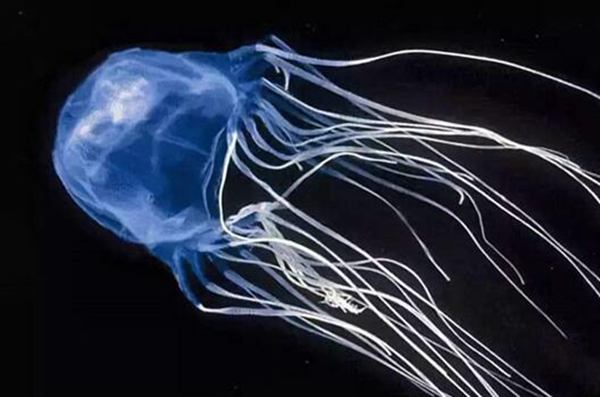 世界上十大危险的海洋动物：蓝环章鱼居第二，第一种是盒水母