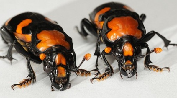 世界十大饮食最奇怪的动物：粪甲虫居首，第十种专喝眼泪