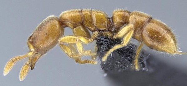 世界十大饮食最奇怪的动物：粪甲虫居首，第十种专喝眼泪