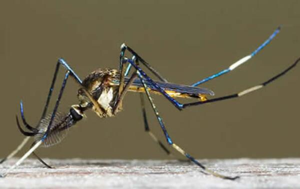 世界上最大的蚊子是哪种？华美巨蚊体长可达4厘米