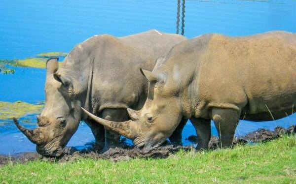 世界上体型第二大的犀牛：白犀牛体重达3600千克