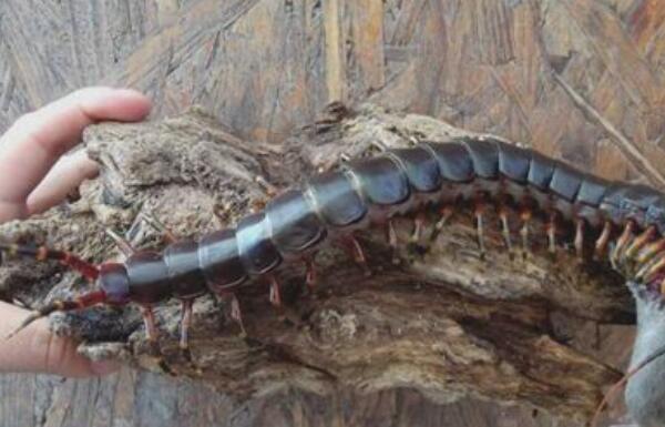 世界上最大蜈蚣——加拉帕格斯巨人蜈蚣体长可达0.62米