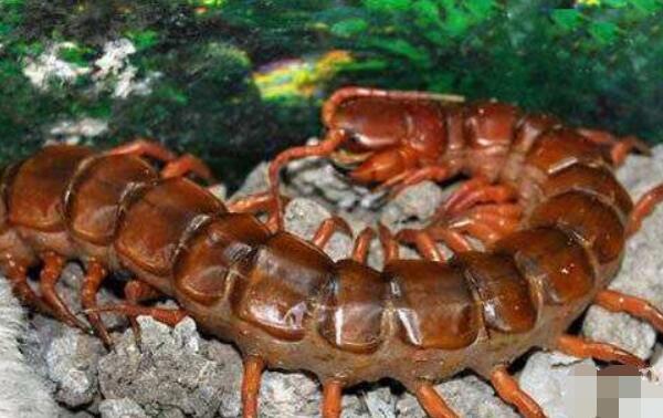世界十大最大的蜈蚣，加拉帕格斯巨人蜈蚣排第一名