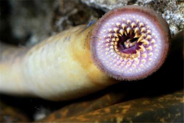 世界上最恶心的脊椎动物，七鳃鳗满嘴牙齿非常恶心