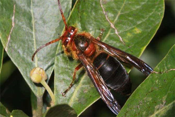 世界上最毒的毒蜂是什么：黑腹虎头蜂体型巨大、凶暴异常