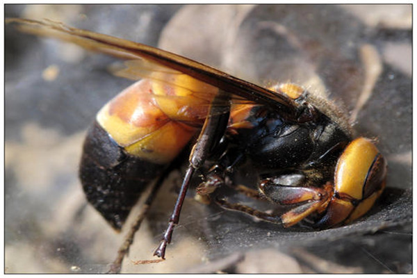 世界上最毒的毒蜂是什么：黑腹虎头蜂体型巨大、凶暴异常