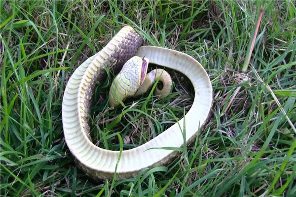 世界上最胆小的蛇是什么：猪鼻蛇外表呆萌，受惊吓就装死