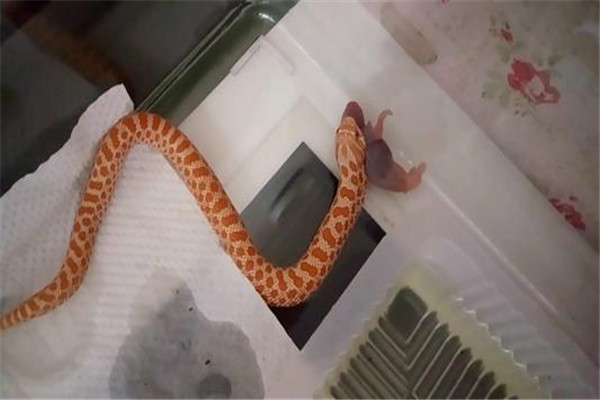世界上最胆小的蛇是什么：猪鼻蛇外表呆萌，受惊吓就装死