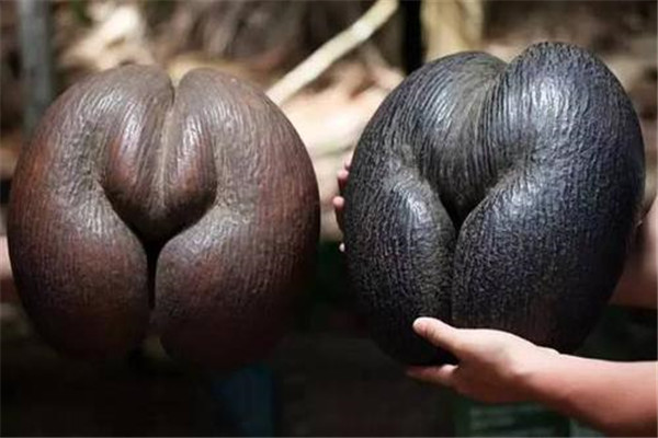 世界上最大的种子是什么：复椰子种子重达15千克