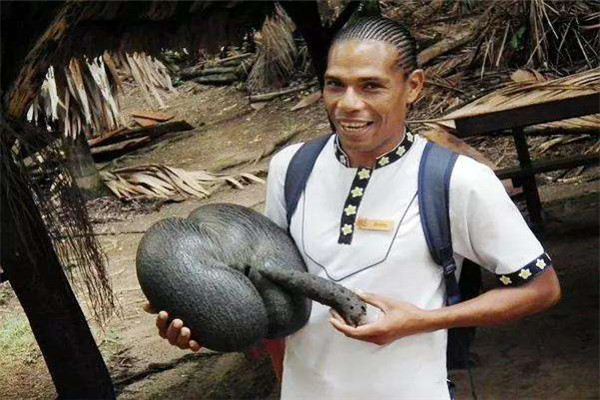 世界上最大的种子是什么：复椰子种子重达15千克