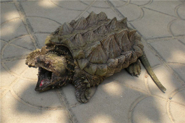 世界上最大的水龟之一，真鳄龟重达150斤，几近灭绝