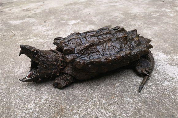 世界上最大的水龟之一，真鳄龟重达150斤，几近灭绝