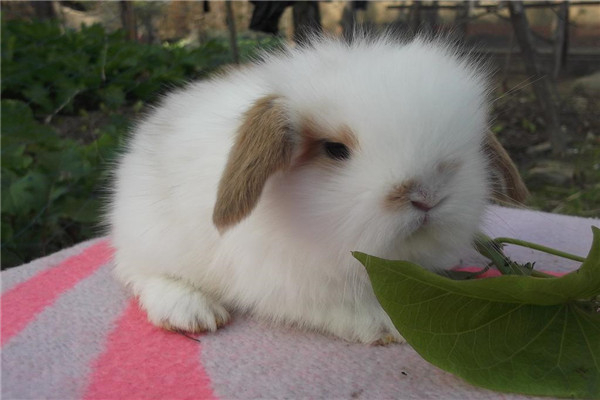 世界上体积最小的兔子是什么：荷兰矮兔身高不到20厘米