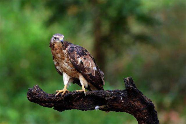 世界上寿命最长的鸟是什么：赤鹰可活达70多年