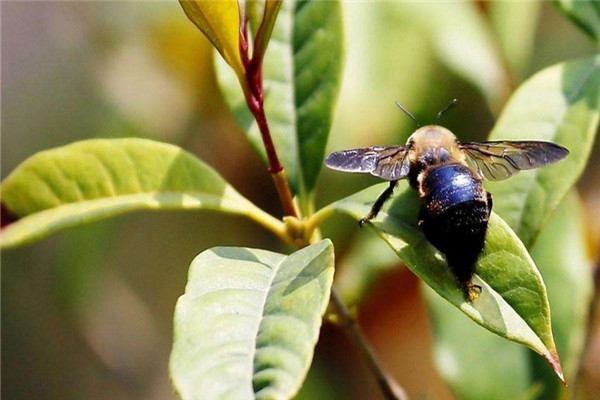 世界上体型最大的蜜蜂是什么：黑大蜜蜂体长达2厘米