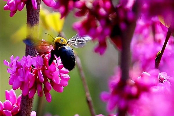 世界上体型最大的蜜蜂是什么：黑大蜜蜂体长达2厘米