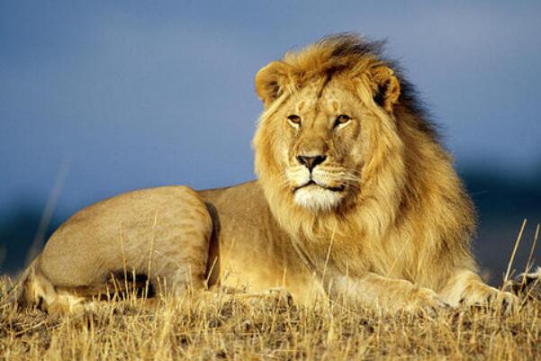 世界上攻击力最强的十大动物，东北虎、非洲狮占据前两名
