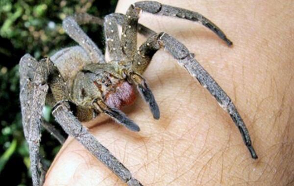 十大世界上最毒的动物：蜘蛛、水母、章鱼全上榜