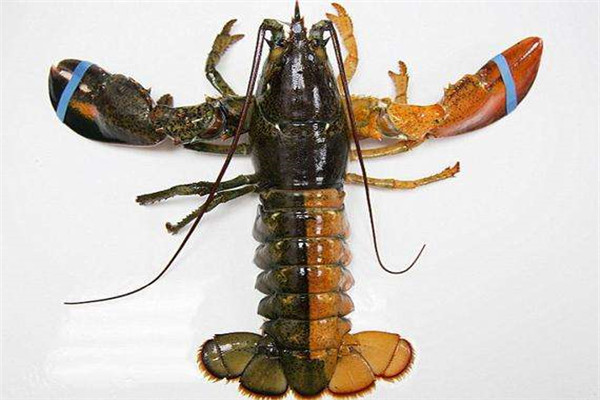世界上最罕见的龙虾：双色龙虾每5000万只才出现一只
