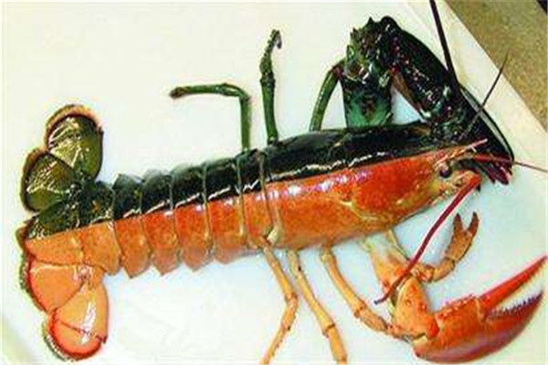 世界上最罕见的龙虾：双色龙虾每5000万只才出现一只