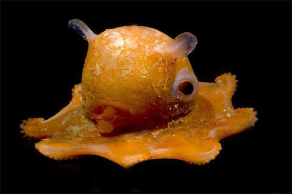 世界上最可爱的章鱼：烙饼章鱼摊开时像张饼