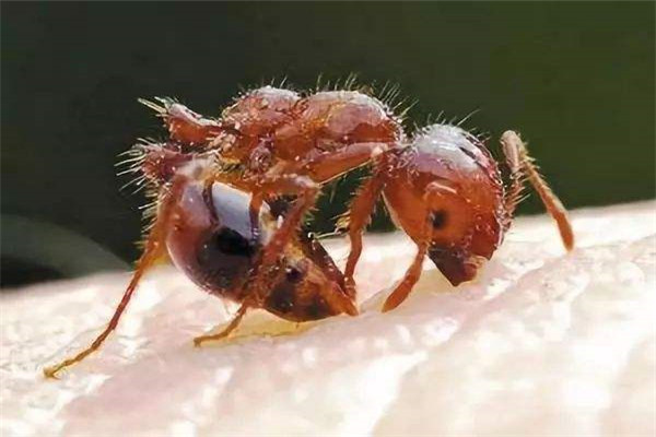 世界上最可怕的蚂蚁是什么：红火蚁毒素的毒性非常强