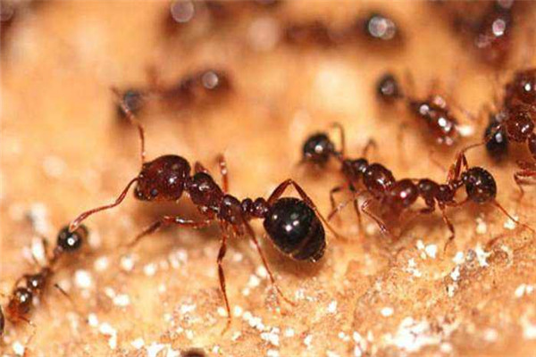 世界上最可怕的蚂蚁是什么：红火蚁毒素的毒性非常强