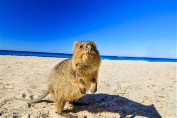 世界上最快乐的动物：短尾矮袋鼠外表呆萌，爱和人拍照