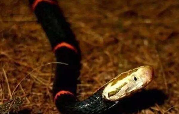 世界上最让人头疼的蛇：喜马拉雅白头蛇以绝食闻名