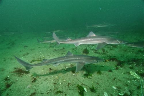 世界上最小的鲨鱼品种，硬背侏儒鲨体长仅30厘米