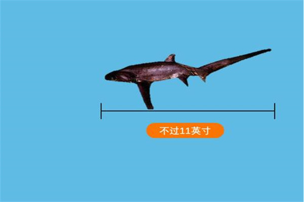 世界上最小的鲨鱼品种，硬背侏儒鲨体长仅30厘米