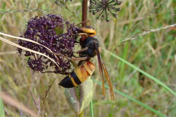 世界上最大的黄蜂：日本大黄蜂体长可达4厘米