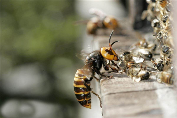 世界上最大的黄蜂：日本大黄蜂体长可达4厘米