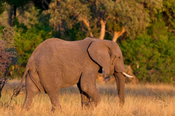 世界上最大的一只大象，雄性未成年象有十三吨重