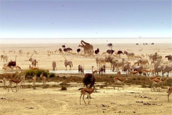 干旱区面积最大的大洲是什么洲：非洲常年干旱，自然灾害多