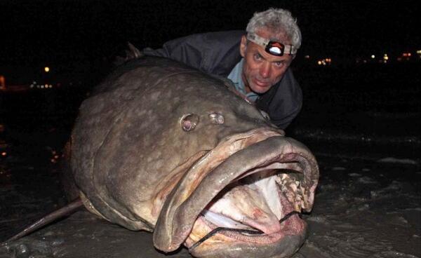 世界上最凶猛的淡水鱼，巨型水虎鱼体型巨大会吃人