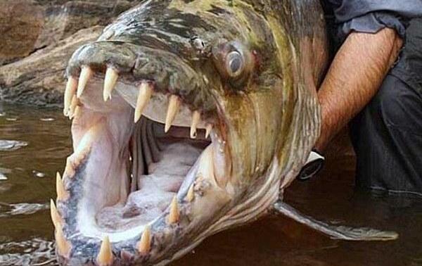 世界上最凶猛的淡水鱼，巨型水虎鱼体型巨大会吃人