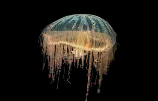 世界最奇怪的海洋生物，花帽水母直径只有15厘米