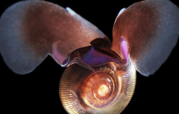 世界最奇怪的海洋生物，花帽水母直径只有15厘米