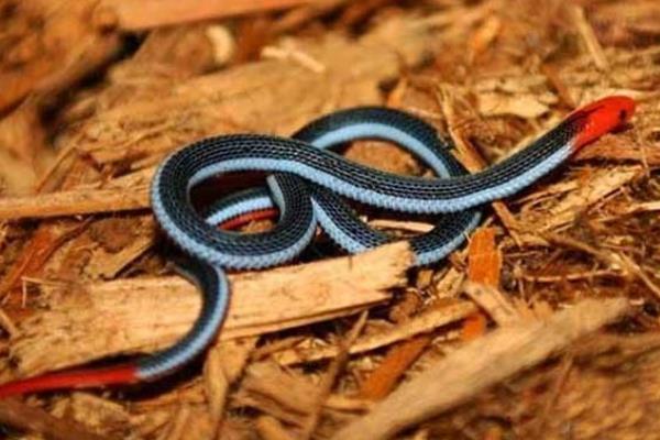 世界上最神秘莫测的蛇：蓝长腺珊瑚蛇毒性强，行踪隐蔽