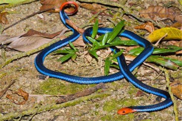 世界上最神秘莫测的蛇：蓝长腺珊瑚蛇毒性强，行踪隐蔽