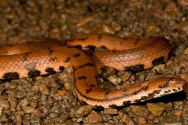 世界上最奇异的蛇：香蛇的香气可以防虫、防蚊